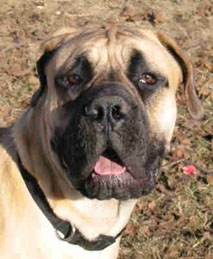 Boerboel — 4