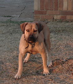 Boerboel — 5