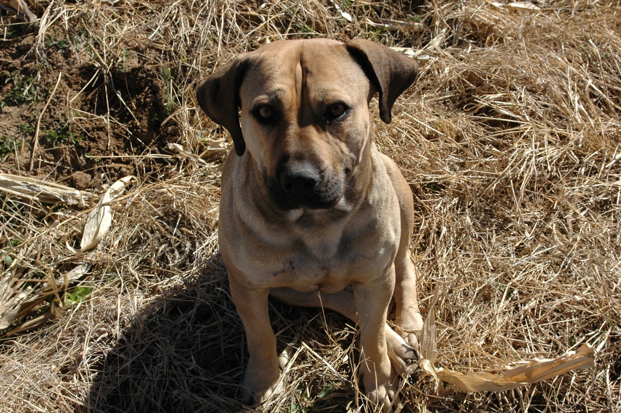 Boerboel — 6