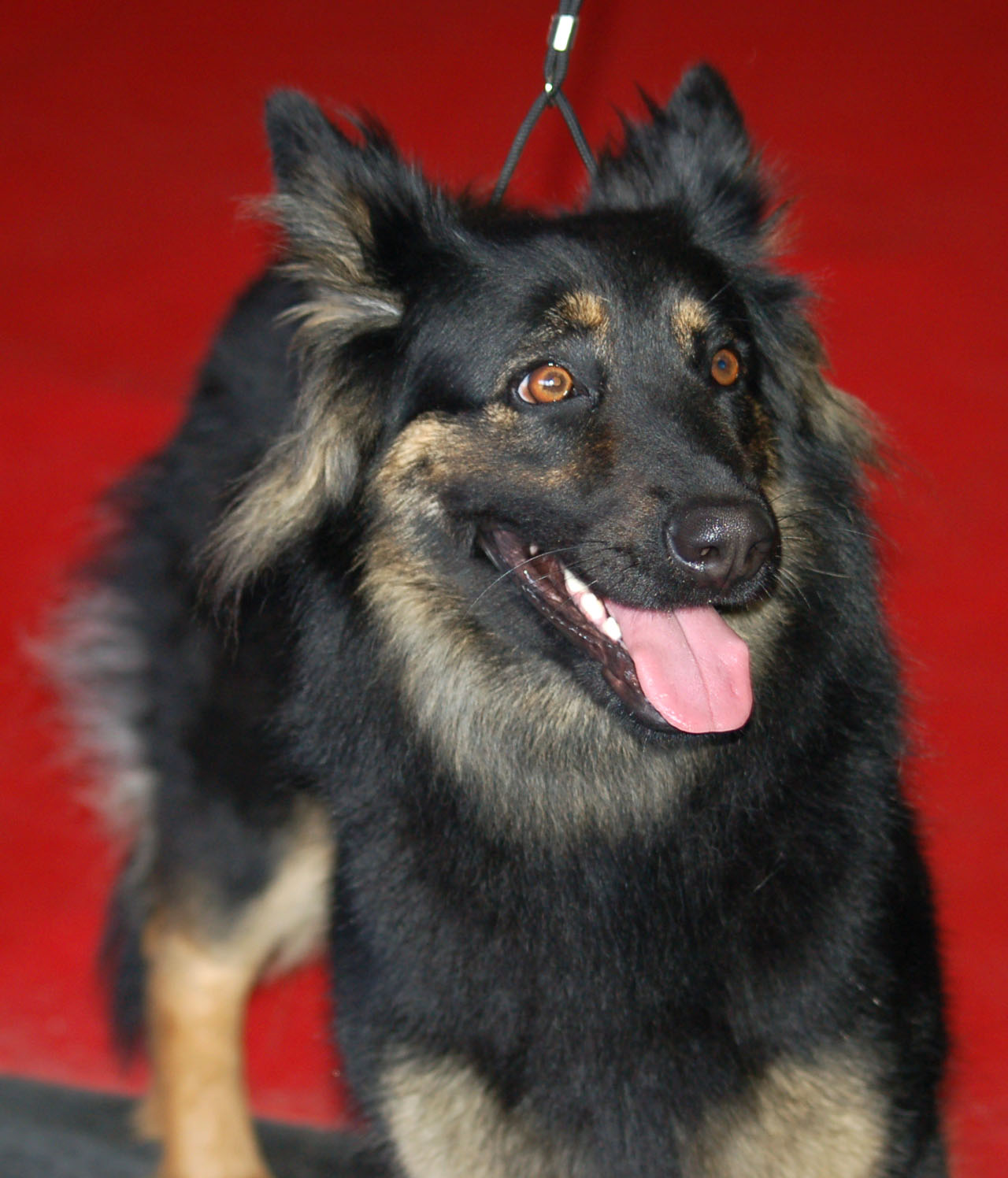 Bohemian Shepherd — 1