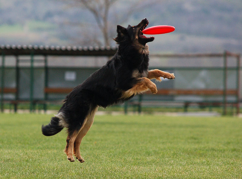 Bohemian Shepherd — 3