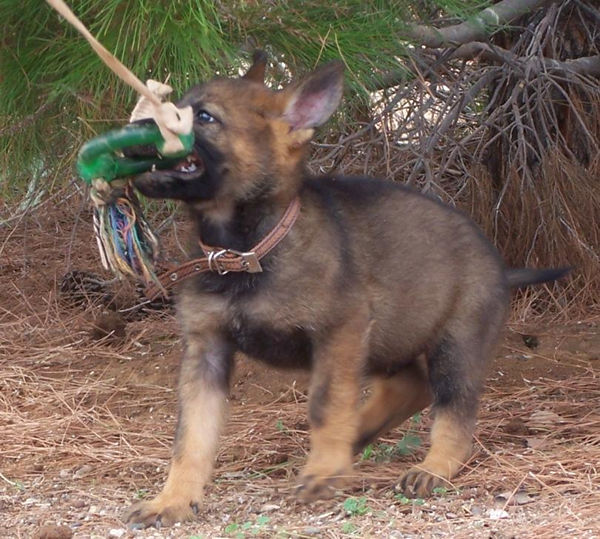 Bohemian Shepherd — 5