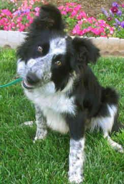 Border Collie — 1
