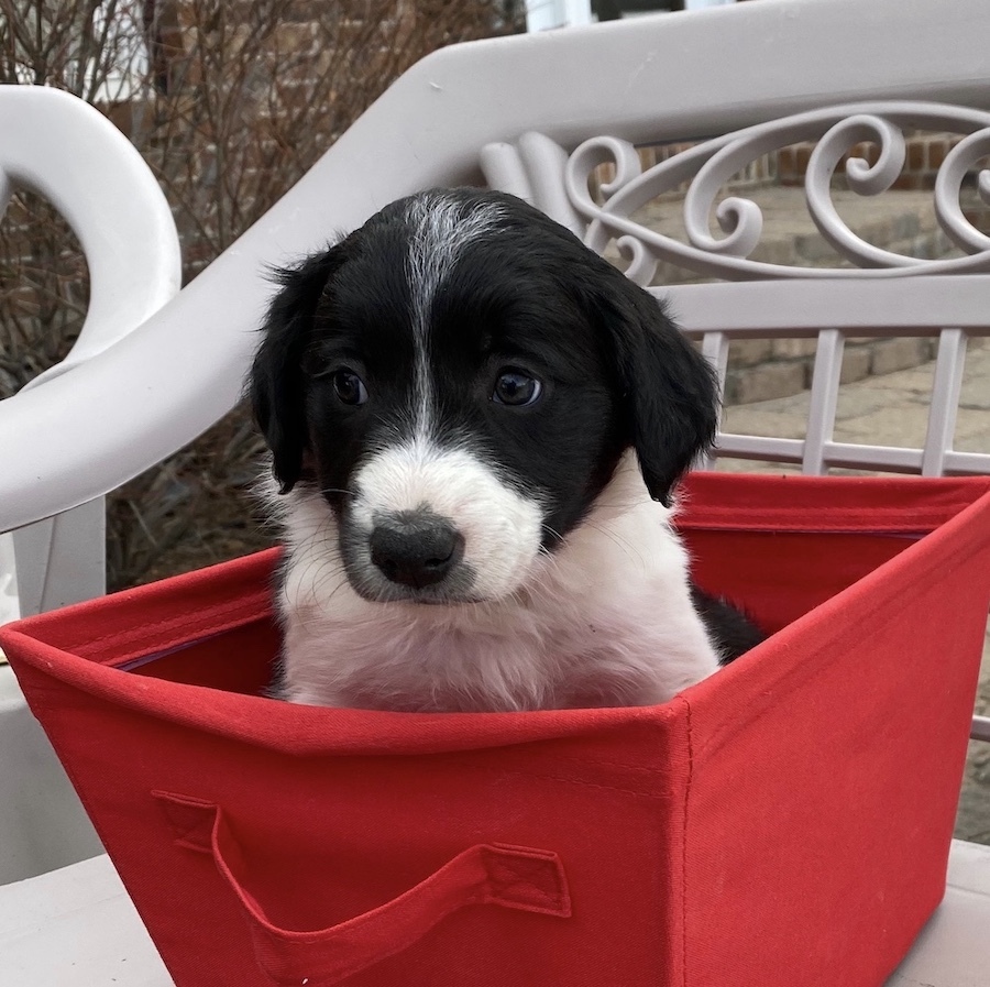 Border Collie — 2