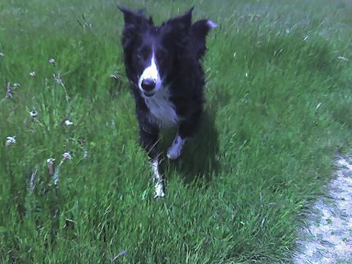 Border Collie — 3