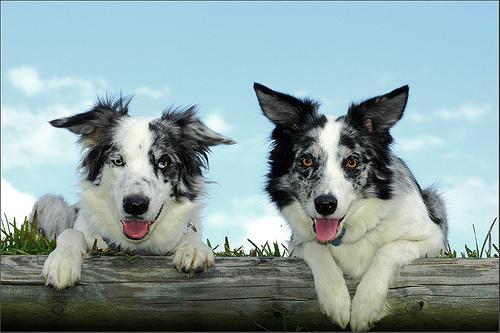 Border Collie — 4