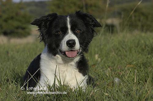 Border Collie — 5