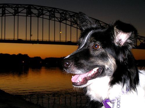 Border Collie — 6