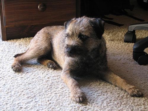 Border Terrier — 1