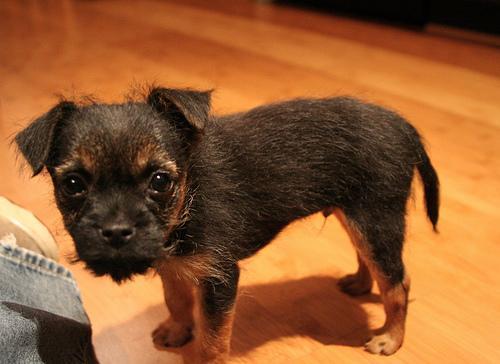 Border Terrier — 2