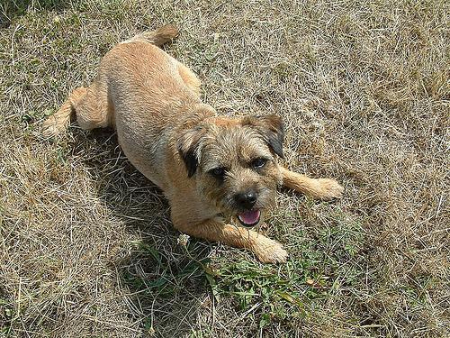 Border Terrier — 3