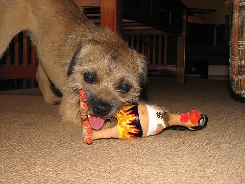 Border Terrier — 4