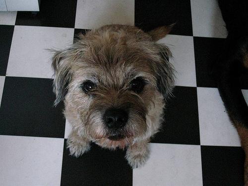 Border Terrier — 5