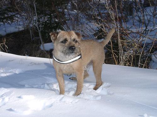 Border Terrier — 6