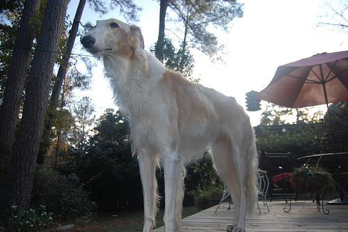 Borzoi — 1