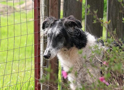 Borzoi — 2
