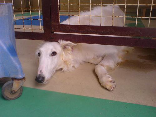 Borzoi — 3