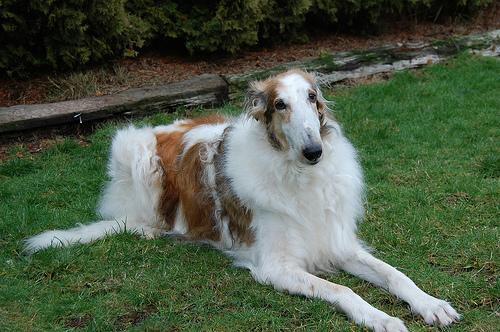 Borzoi — 5