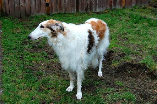 Borzoi — 6