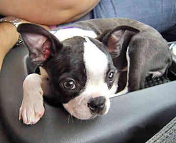 Boston Terrier — 1