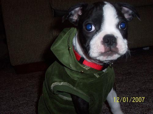 Boston Terrier — 2