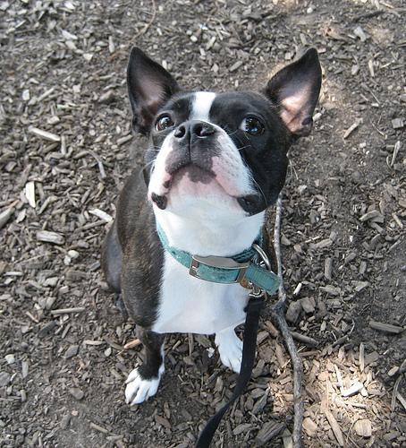 Boston Terrier — 3