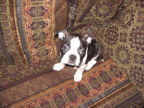 Boston Terrier — 4