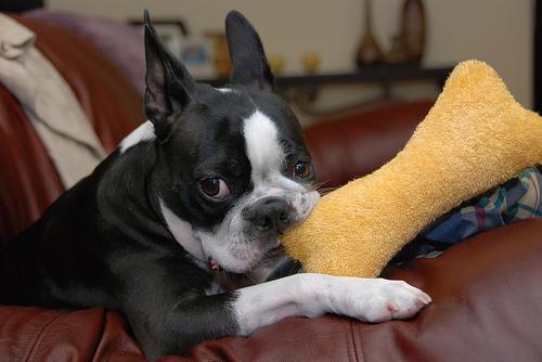Boston Terrier — 5