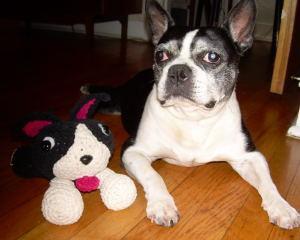 Boston Terrier — 6