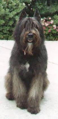 Bouvier des Flandres — 1