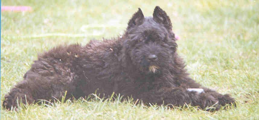 Bouvier des Flandres — 2
