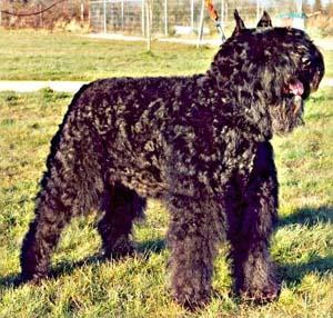 Bouvier des Flandres — 3