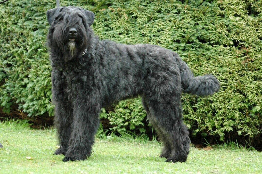 Bouvier des Flandres — 4