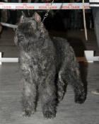 Bouvier des Flandres — 5