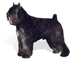 Bouvier des Flandres — 6