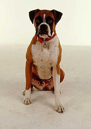 Boxer — 1