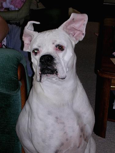 Boxer — 2
