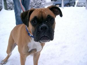 Boxer — 4