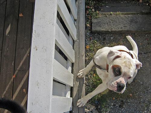 Boxer — 5