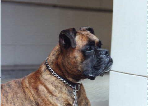 Boxer — 6