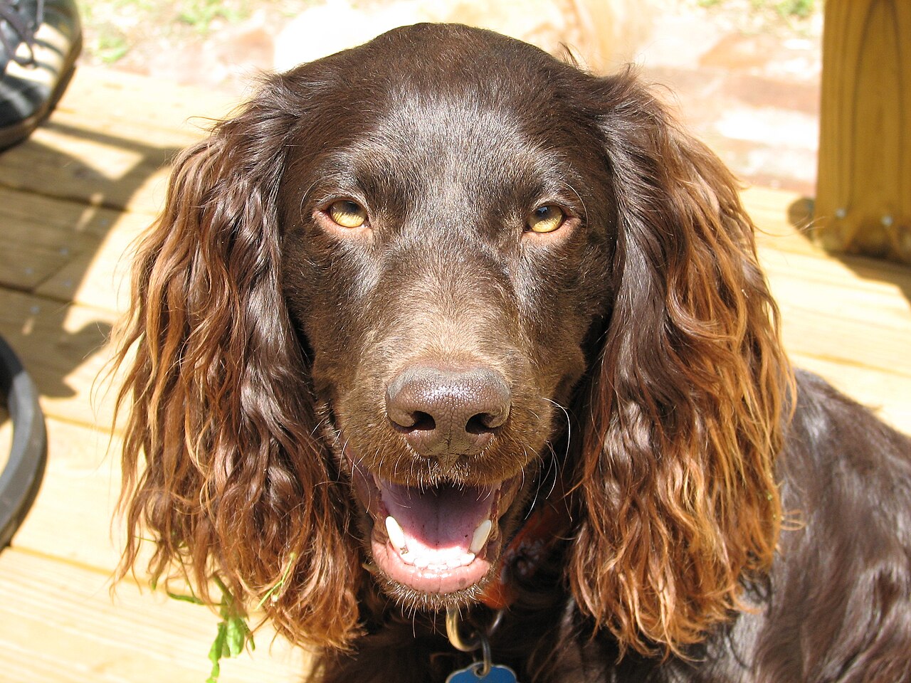 Boykin Spaniel — 1