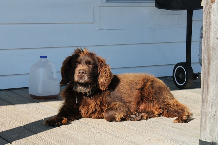 Boykin Spaniel — 6