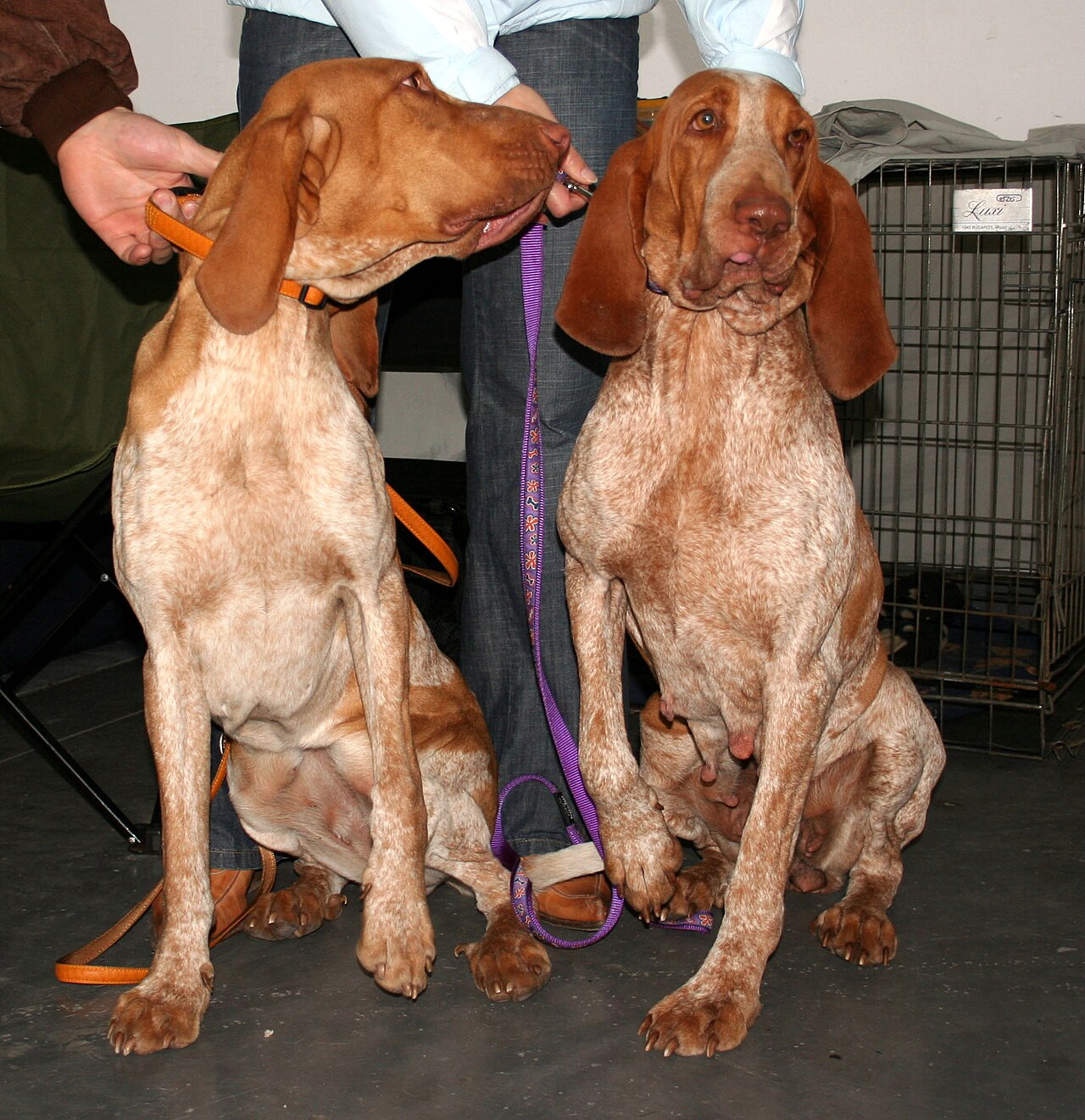 Bracco Italiano — 1