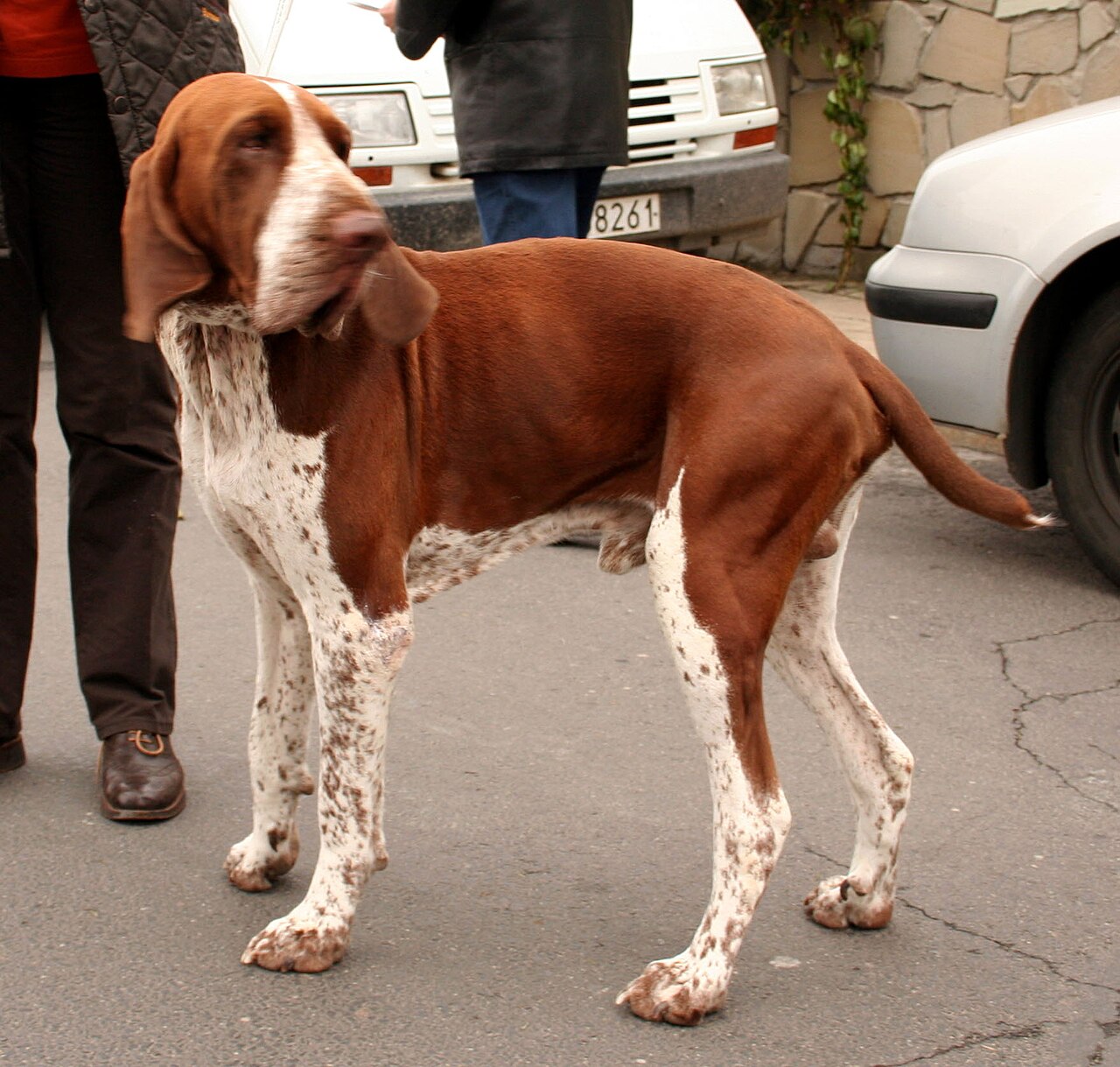 Bracco Italiano — 2