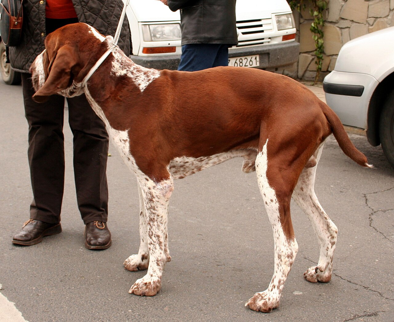 Bracco Italiano — 3