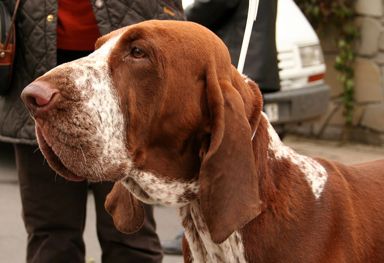 Bracco Italiano — 4