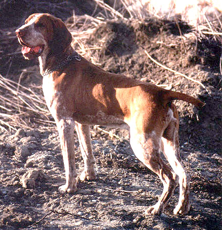 Bracco Italiano — 5