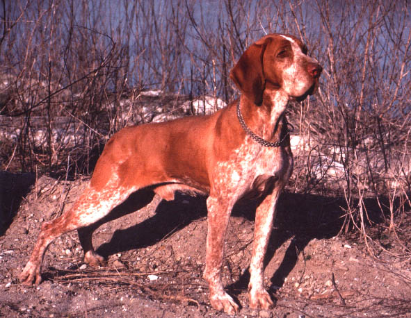 Bracco Italiano — 6