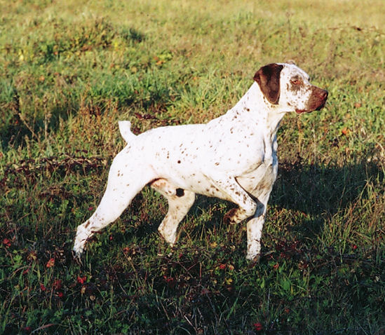 Braque du Bourbonnais — 1