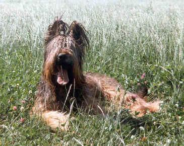 Briard — 1